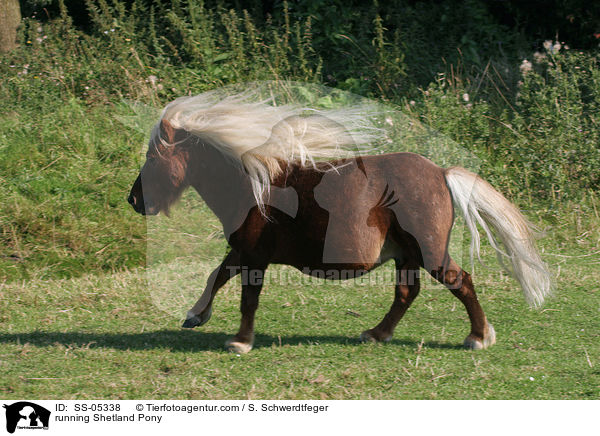 galoppierendes Shetland Pony / running Shetland Pony / SS-05338