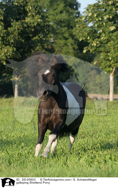 galoppierendes Shetland Pony / galloping Shetland Pony / SS-05603