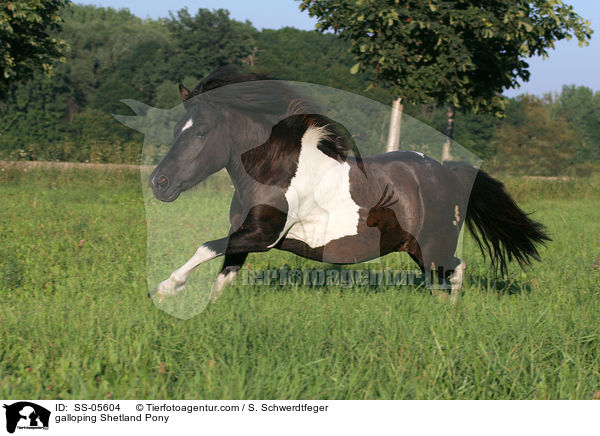 galoppierendes Shetland Pony / galloping Shetland Pony / SS-05604