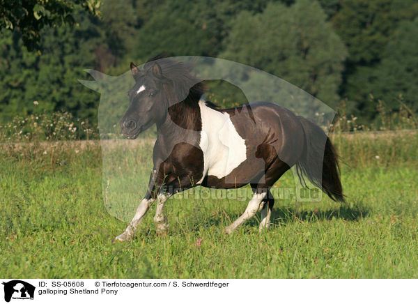 galoppierendes Shetland Pony / galloping Shetland Pony / SS-05608