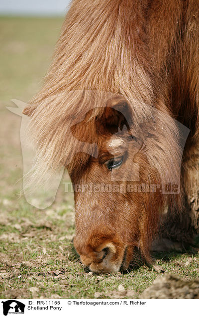 Shetland Pony / Shetland Pony / RR-11155