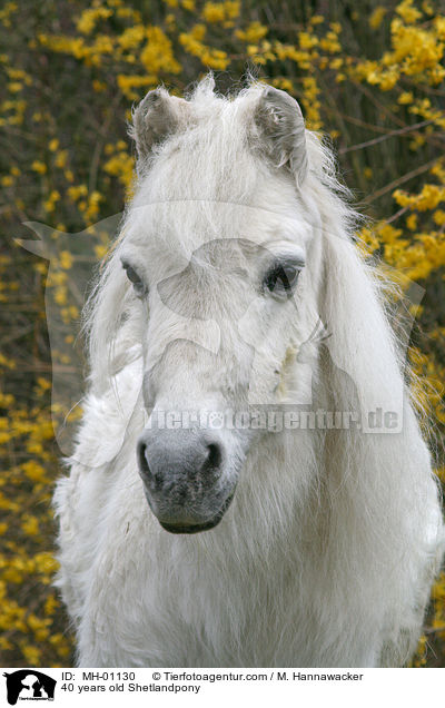 40 years old Shetlandpony / MH-01130