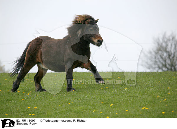Shetlandpony / Shetland Pony / RR-13097