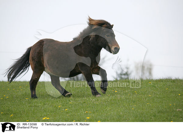 Shetlandpony / Shetland Pony / RR-13098