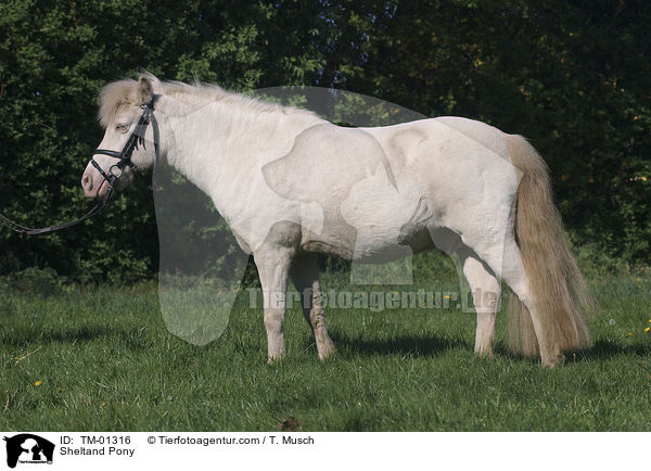 Sheltandpony / Sheltand Pony / TM-01316
