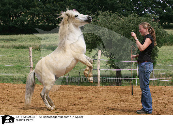 steigendes Shetland Pony / rearing Pony / PM-02538