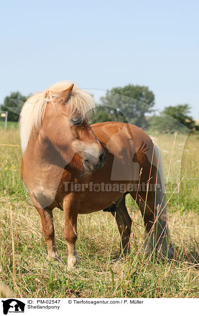 Shetlandpony / Shetlandpony / PM-02547