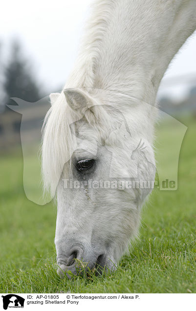 grasendes Shetlandpony / grazing Shetland Pony / AP-01805