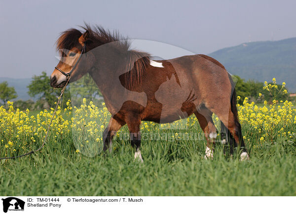 Shetland Pony / Shetland Pony / TM-01444