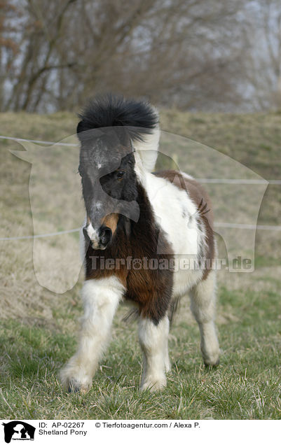 geschecktes Shetlandpony / Shetland Pony / AP-02267