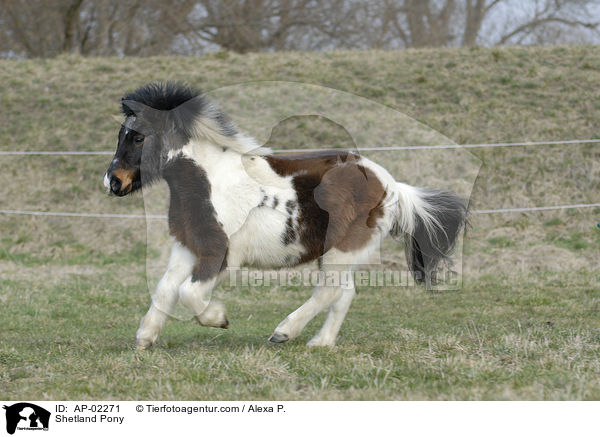 geschecktes Shetlandpony / Shetland Pony / AP-02271