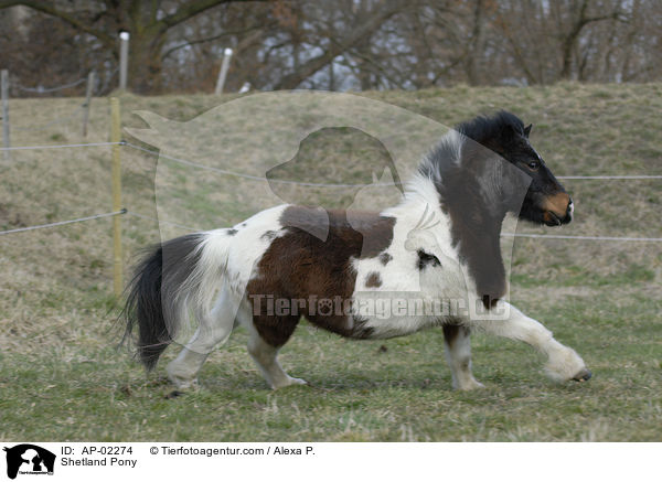 geschecktes Shetlandpony / Shetland Pony / AP-02274
