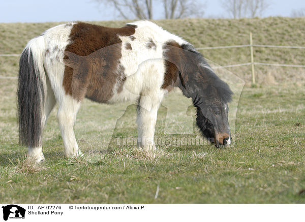 geschecktes Shetlandpony / Shetland Pony / AP-02276