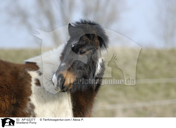 geschecktes Shetlandpony / Shetland Pony / AP-02277