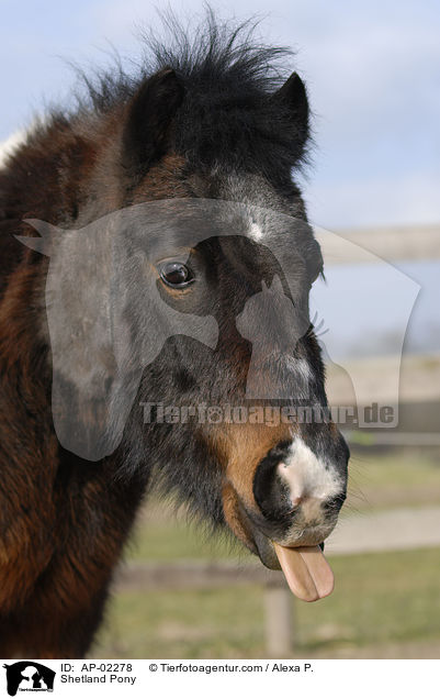 geschecktes Shetlandpony / Shetland Pony / AP-02278