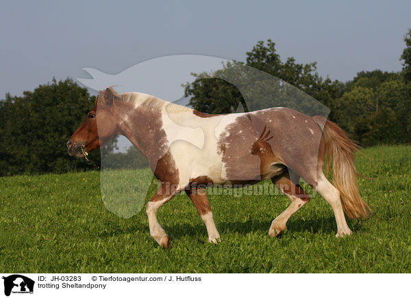 trotting Sheltandpony / JH-03283