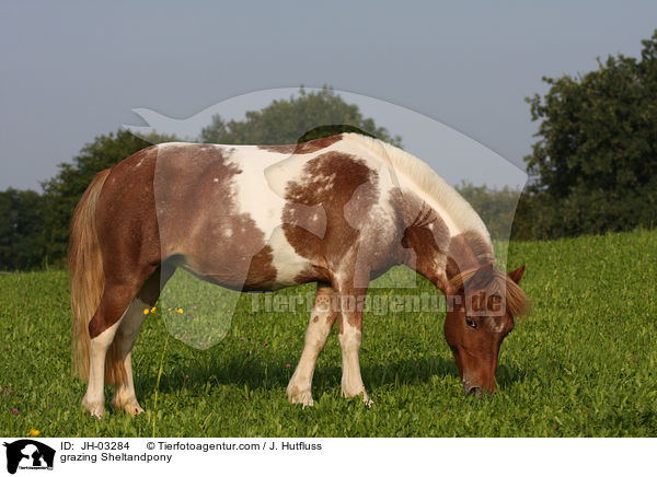 grazing Sheltandpony / JH-03284