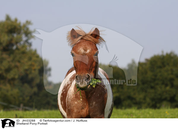 Sheltand Pony Portrait / JH-03288