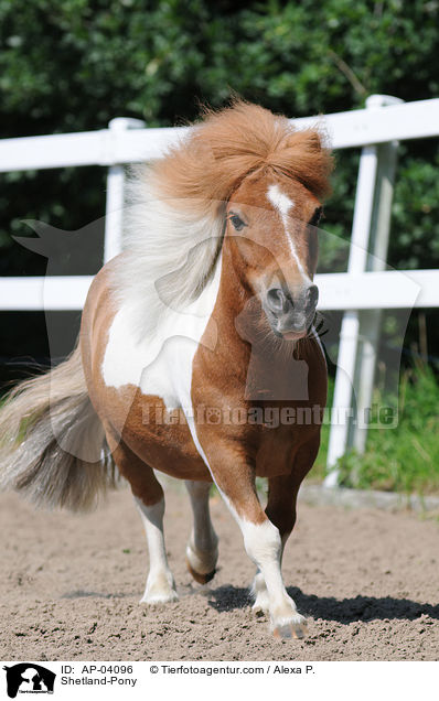 Shetland-Pony / Shetland-Pony / AP-04096