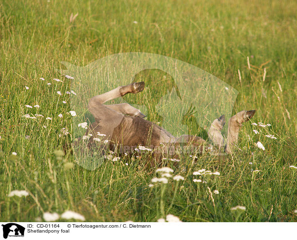 Shetlandpony foal / CD-01164