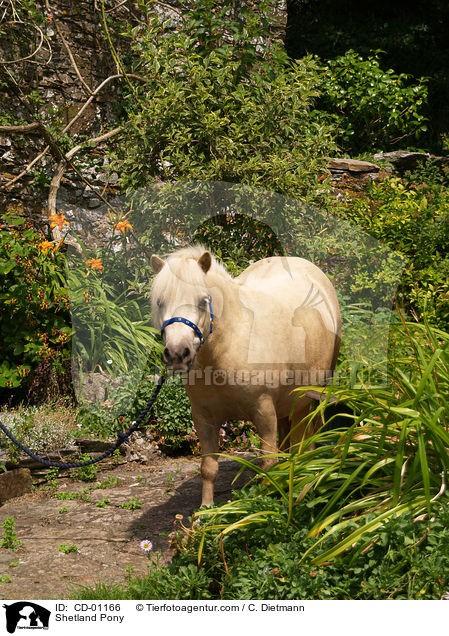 Shetlandpony / Shetland Pony / CD-01166