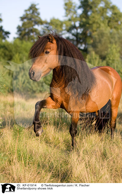 Shetlandpony zeigt Spanischen Schritt / Shetlandpony shows trick / KF-01914