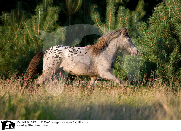 rennendes Shetlandpony / running Shetlandpony / KF-01927