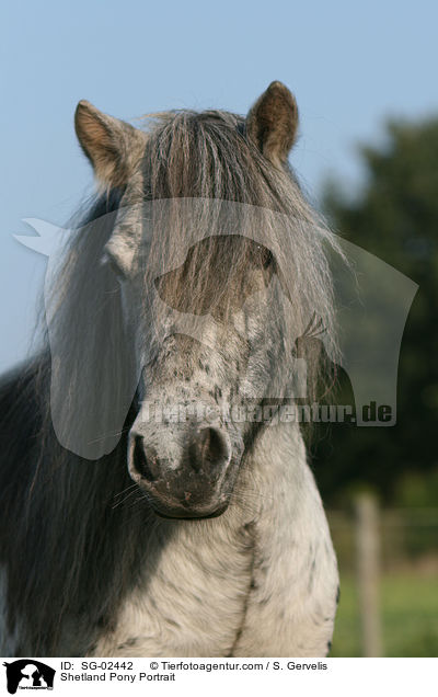 Shetland Pony Portrait / Shetland Pony Portrait / SG-02442