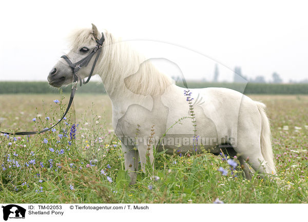 Shetland Pony / Shetland Pony / TM-02053