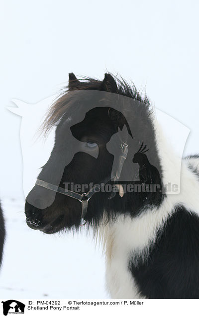 Shetland Pony Portrait / Shetland Pony Portrait / PM-04392