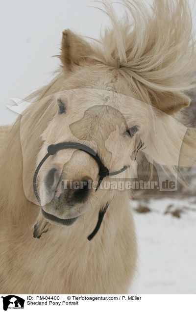 Shetland Pony Portrait / Shetland Pony Portrait / PM-04400