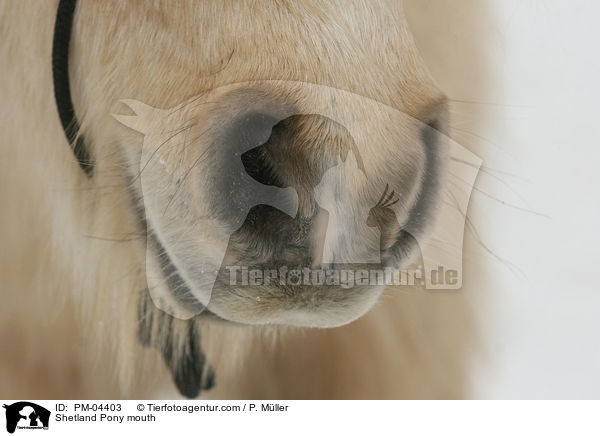 Shetland Pony mouth / PM-04403