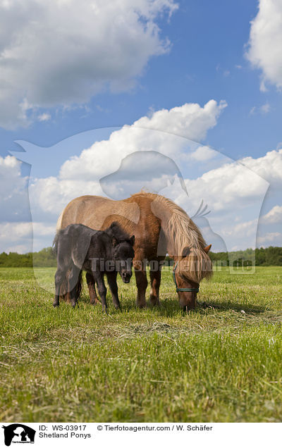 Shetland Ponys / Shetland Ponys / WS-03917
