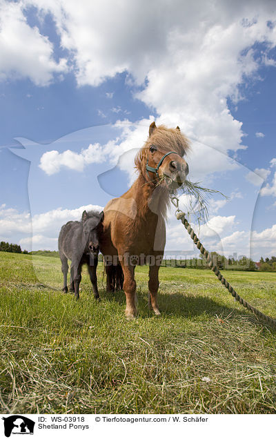 Shetland Ponys / Shetland Ponys / WS-03918