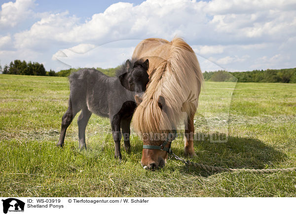 Shetland Ponys / Shetland Ponys / WS-03919