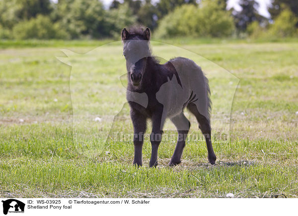 Shetland Pony Fohlen / Shetland Pony foal / WS-03925
