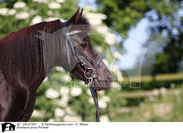 Shetlandpony Portrait / Shetland pony Portrait / CR-01561