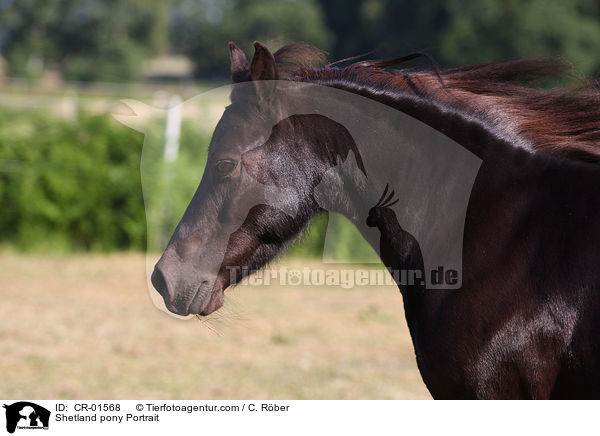 Shetlandpony Portrait / Shetland pony Portrait / CR-01568