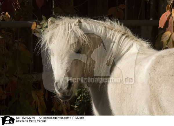 Shetland Pony Portrait / TM-02270