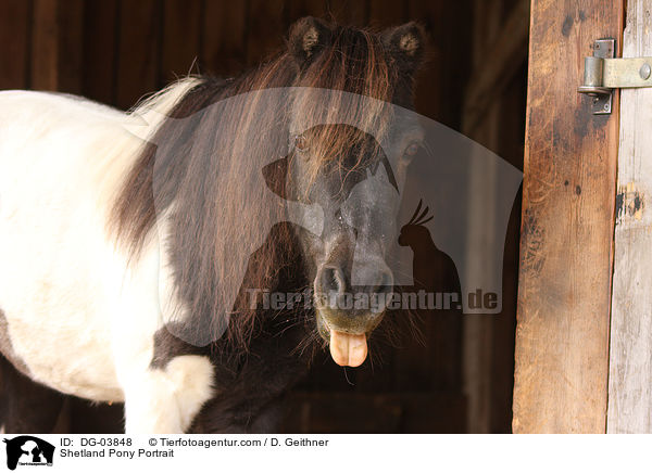 Shetland Pony Portrait / Shetland Pony Portrait / DG-03848