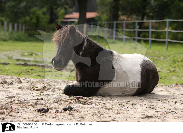 Shetland Pony / Shetland Pony / DG-03850