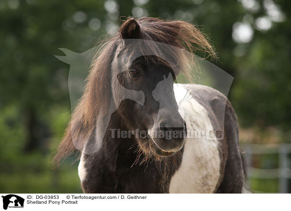 Shetland Pony Portrait / Shetland Pony Portrait / DG-03853
