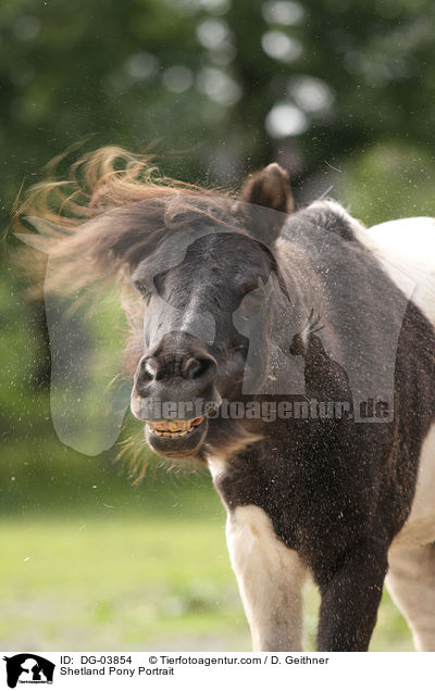 Shetland Pony Portrait / Shetland Pony Portrait / DG-03854