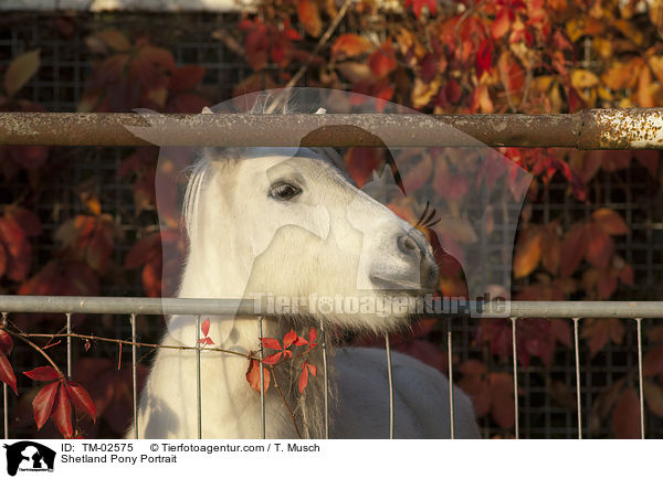 Shetland Pony Portrait / Shetland Pony Portrait / TM-02575