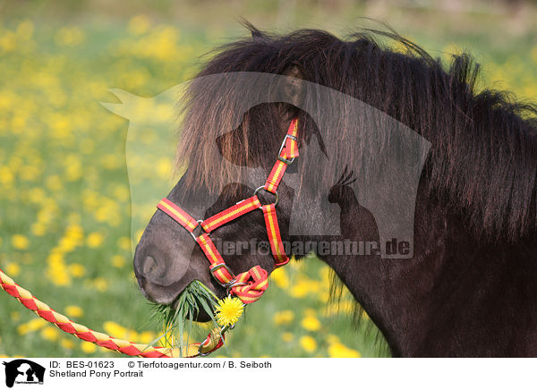 Shetland Pony Portrait / Shetland Pony Portrait / BES-01623