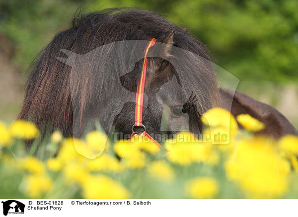 Shetland Pony / Shetland Pony / BES-01628