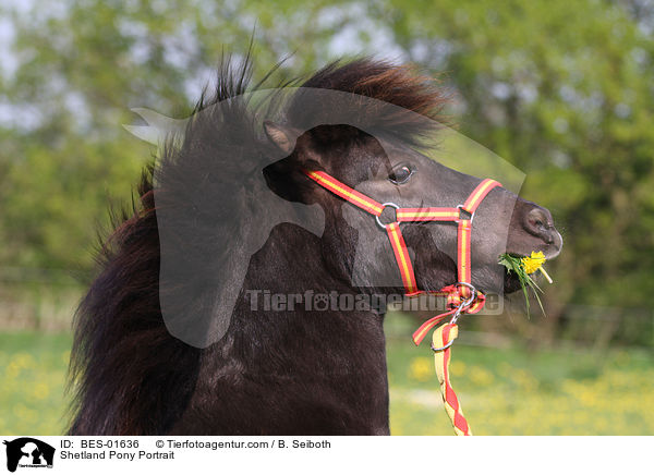 Shetland Pony Portrait / Shetland Pony Portrait / BES-01636