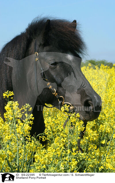 Shetland Pony Portrait / Shetland Pony Portrait / SS-22395