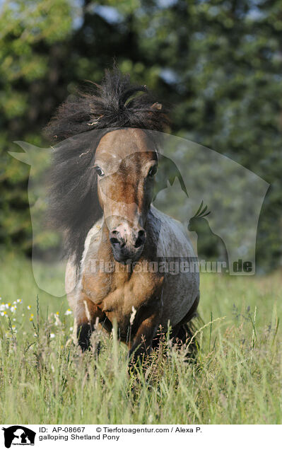galoppierendes Shetland Pony / galloping Shetland Pony / AP-08667