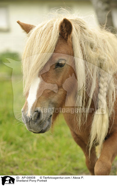 Shetland Pony Portrait / Shetland Pony Portrait / AP-08808